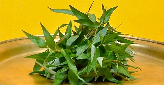 phá thai bằng rau răm